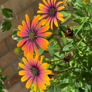 Meet your Posher, Sandrina